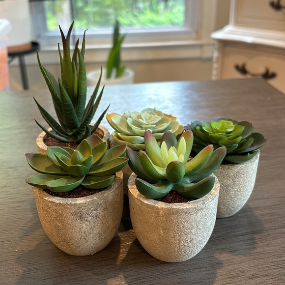 {SHEIN} Jelofly  Artificial Succulent Plants Assorted in Gray Pots Set of 5 - Picture 5 of 5